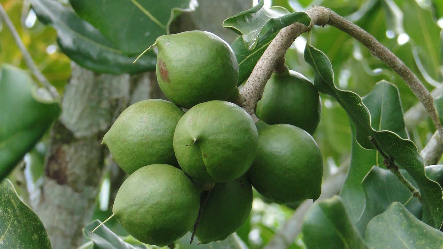 cracking-a-tough-nut-for-macadamia-growers-uq-news-the-university